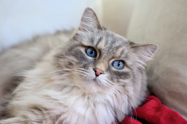 Long Haired Cat Grooming article by Anita Kelsey | Vet Index